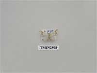 藏品(尺蛾642)的圖片